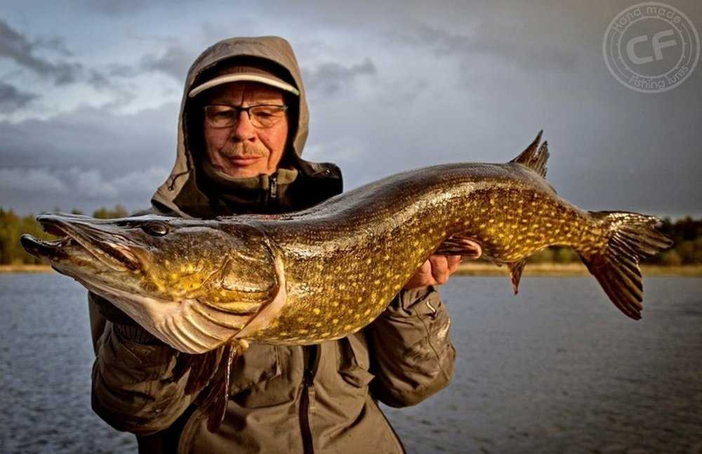 jesienny spinning szczupak